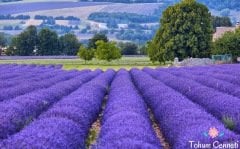 Bodur İngiliz Lavanta Çiçeği Tohumu (50 Tohum)