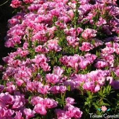 Karışık Renkli Katmerli Godetya Çiçeği Tohumu (100 Tohum)