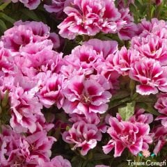 Karışık Renkli Katmerli Godetya Çiçeği Tohumu (100 Tohum)