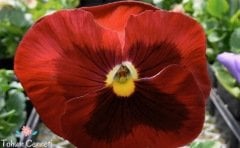 Kırmızı Dev Hercai Menekşe Çiçeği Tohumu (30 Tohum)