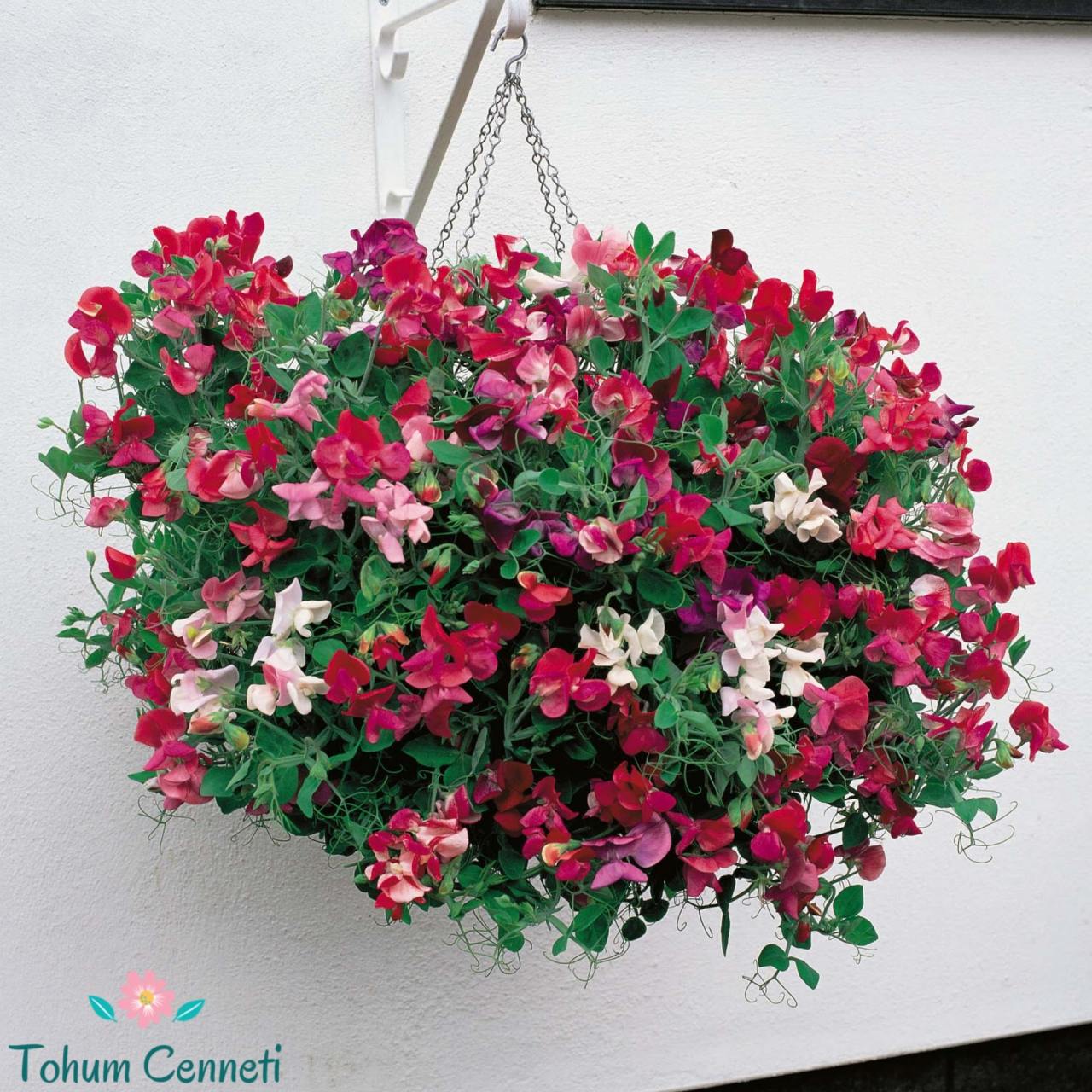 Itırşahi Çiçeği Tohumu (3 Tohum)