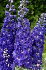 Mavi Hazeran Çiçeği Tohumu (30 Tohum)