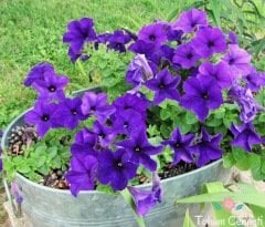 Eflatun Renkli Bodur Petunya Çiçeği Tohumu (200 Tohum)