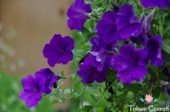 Eflatun Renkli Bodur Petunya Çiçeği Tohumu (200 Tohum)