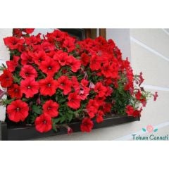 Kırmızı Renkli Bodur Petunya Çiçeği Tohumu (200 Tohum)