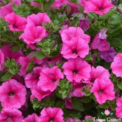 Pembe Renkli Bodur Petunya Çiçeği Tohumu (200 Tohum)