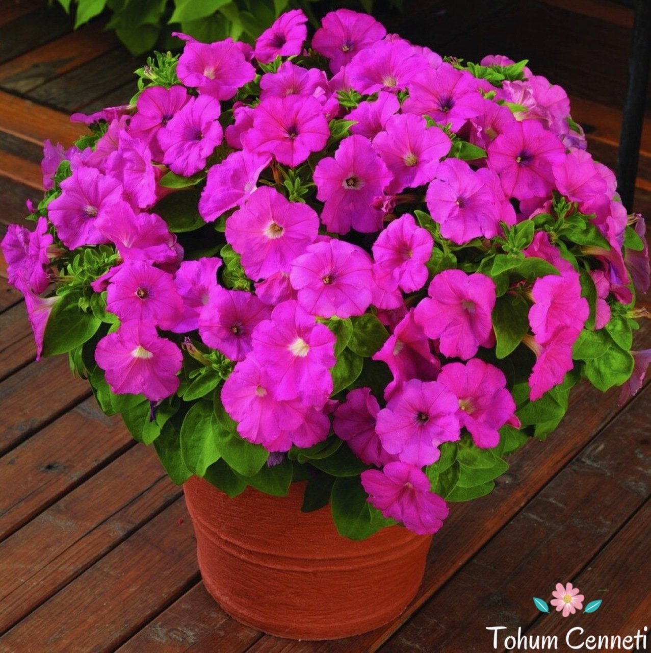 Pembe Renkli Bodur Petunya Çiçeği Tohumu (200 Tohum)