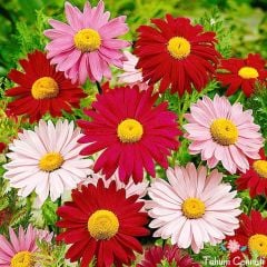 Karışık Renkli Saray Patı Çiçeği Tohumu (20 Adet)