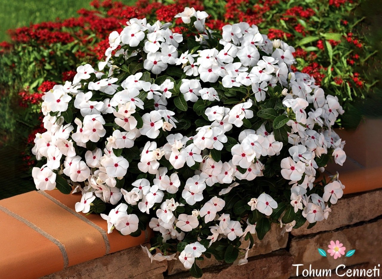 Karışık Renkli Sarkan Vinca Rozet Çiçeği Tohumu (10 Tohum)