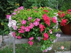 Karışık Renkli Sarkan Vinca Rozet Çiçeği Tohumu (10 Tohum)