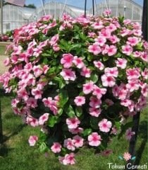 Karışık Renkli Sarkan Vinca Rozet Çiçeği Tohumu (10 Tohum)