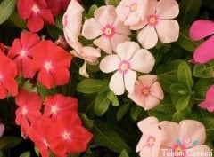 Karışık Renkli Sarkan Vinca Rozet Çiçeği Tohumu (10 Tohum)