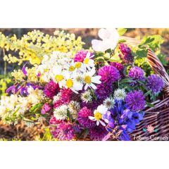 Karışık Kesme Çiçekler Tohumu (100 Tohum)