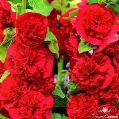 Karışık Renkli Katmerli Gül Hatmi Çiçeği Tohumu (10 Tohum)