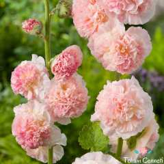 Karışık Renkli Katmerli Gül Hatmi Çiçeği Tohumu (10 Tohum)