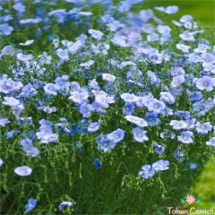 Mavi Renkli Linum Çiçeği Tohumu (25 Tohum)