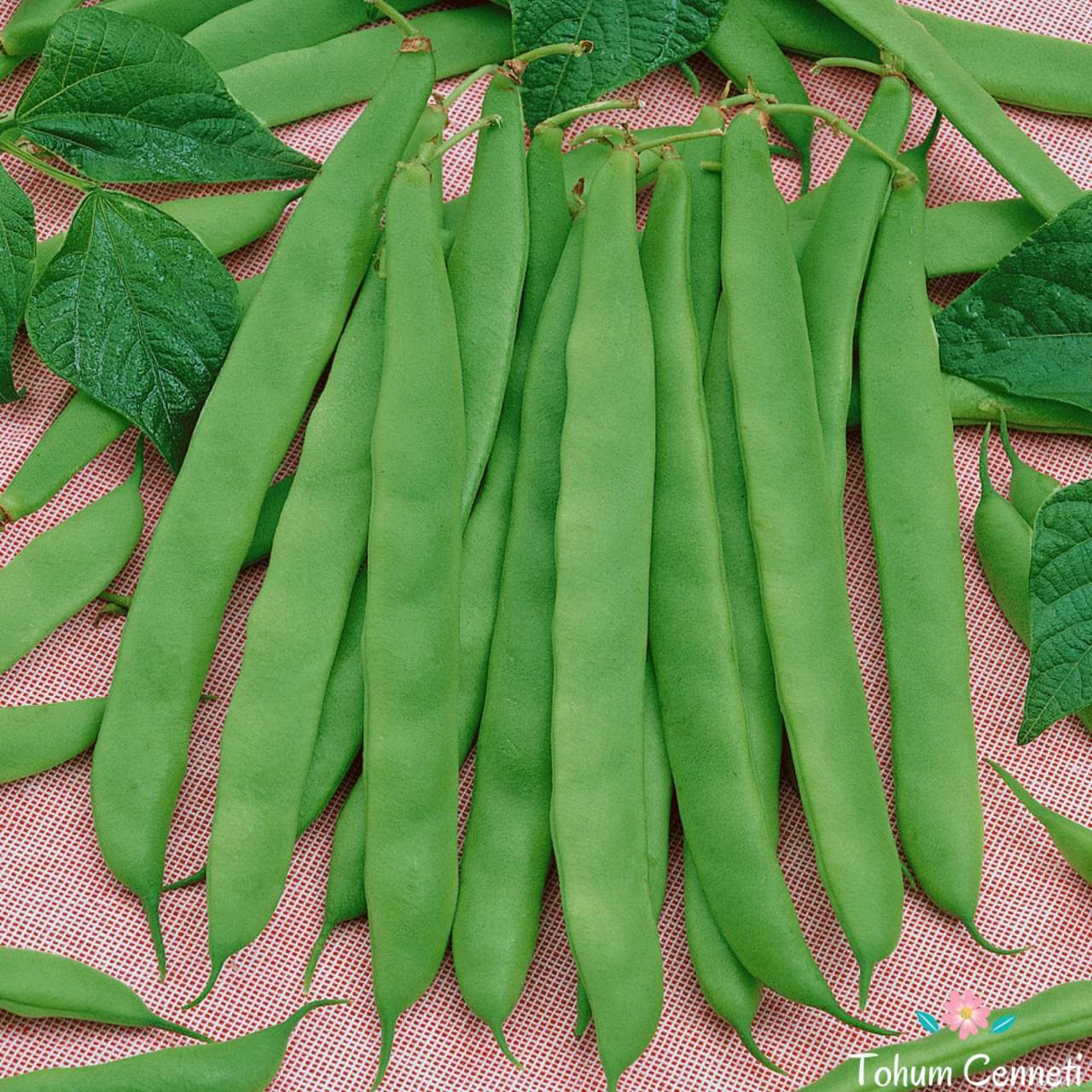 Sırık Ferasetsiz Fasulye Tohumu (25 Tohum)