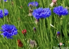 Mavi Kantaron Çiçeği Tohumu (30 Tohum)