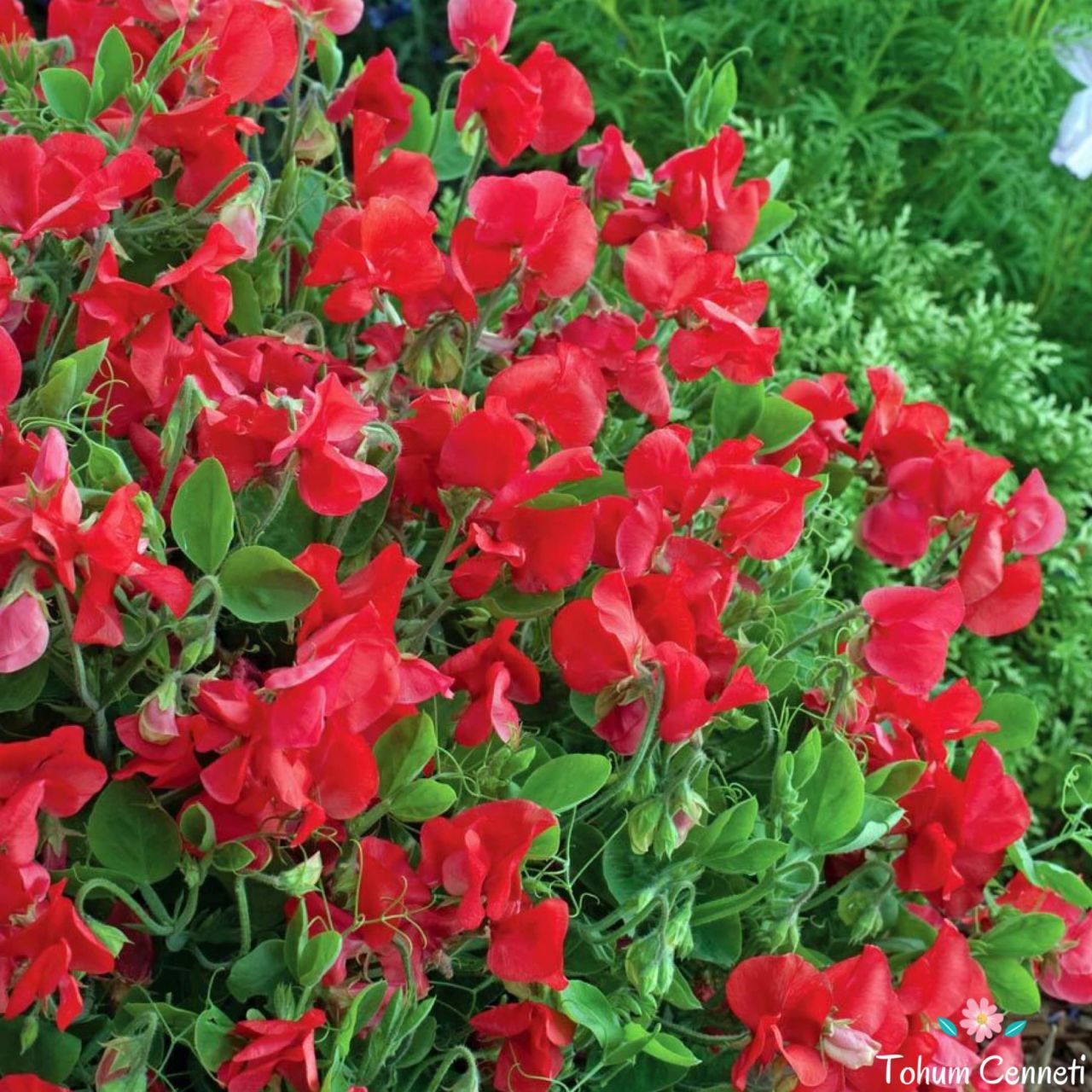 Kırmızı Renkli Tatlı Bezelye Sarmaşığı Tohumu (3 Tohum)