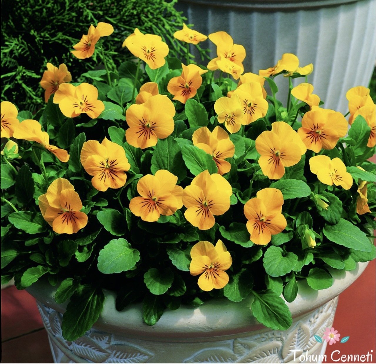 Sarı Hercai Menekşe Tohumu (30 Tohum)