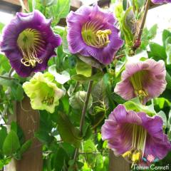Katedral Çanı Sarmaşığı Tohumu (3 Tohum)