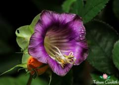Katedral Çanı Sarmaşığı Tohumu (3 Tohum)