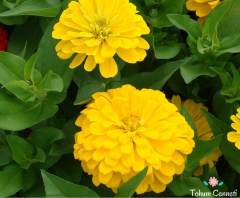 Sarı Renkli Kirli Hanım Çiçeği Tohumu (25 Tohum)