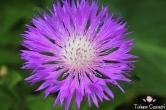 Karışık Renkli Sultan Çiçeği Tohumu (25 Tohum)