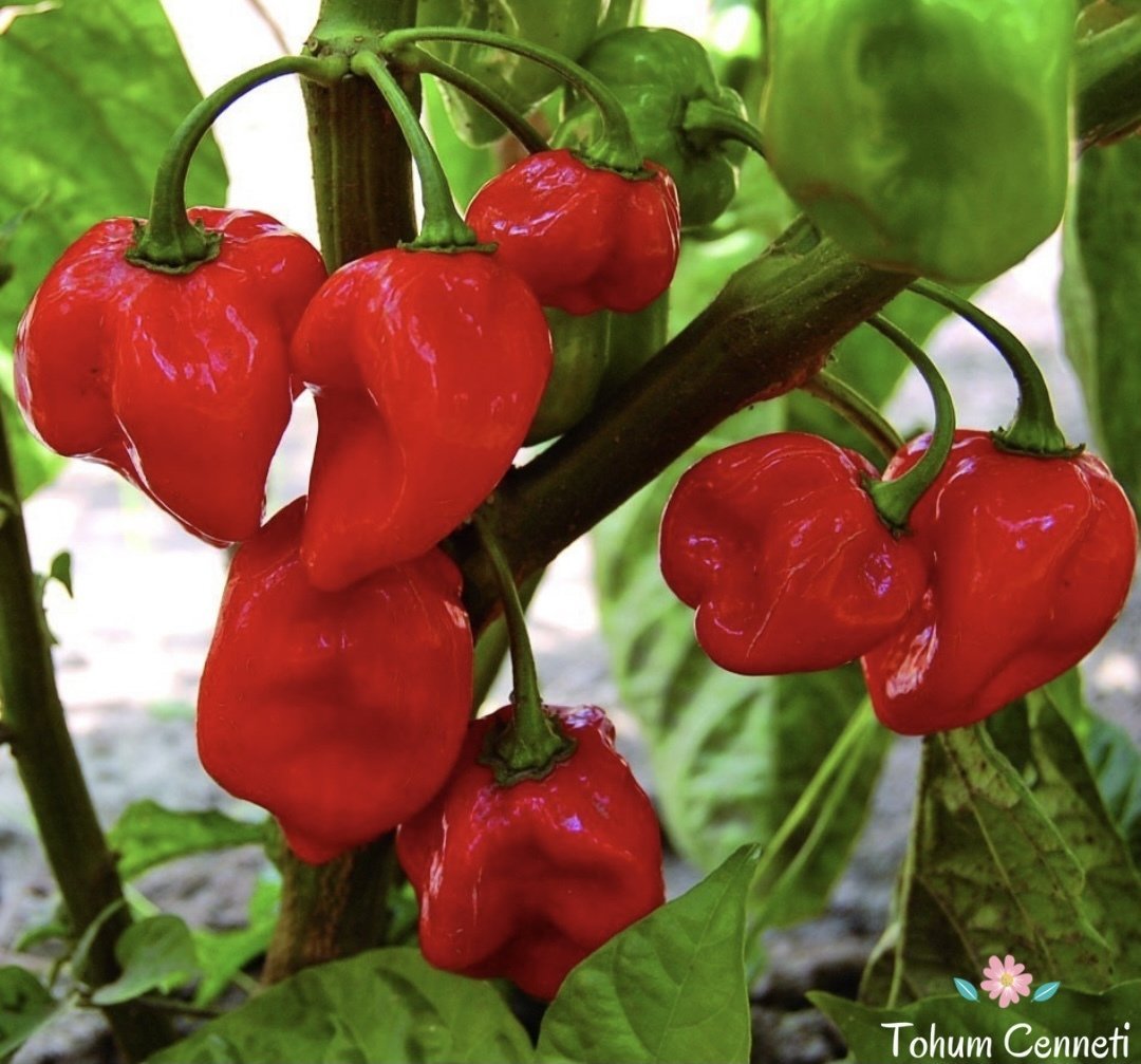 Acı Habanero Biber Tohumu (10 Tohum)
