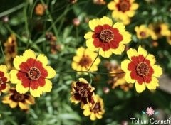 Bodur Kız Gözü Çiçeği Tohumu (150 Tohum)