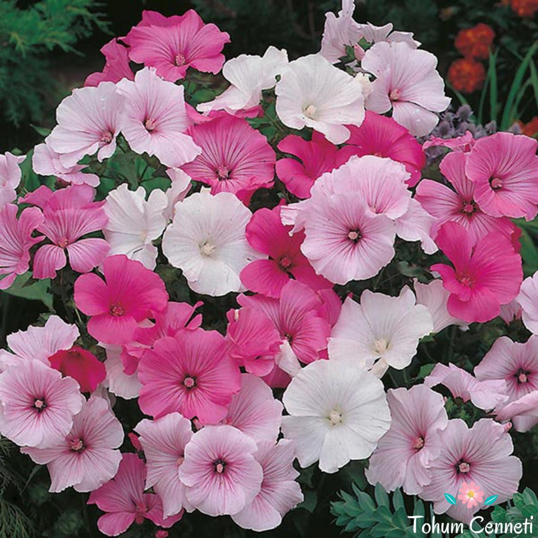 Pamuk Çiçeği Tohumu (30 Tohum)