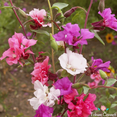 Karışık Renkli Klark Çiçeği (100 Tohum)