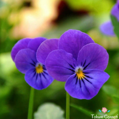 Mavi Hercai Menekşe Tohumu (50 Tohum)