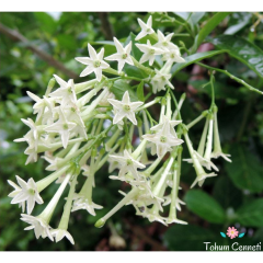 Parfüm Kokulu Melisa Çiçeği Tohumu (20 Tohum)