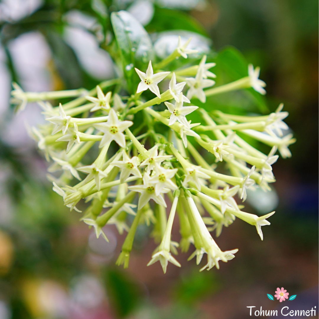 Parfüm Kokulu Melisa Çiçeği Tohumu (20 Tohum)