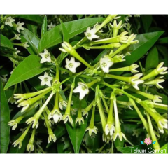 Parfüm Kokulu Melisa Çiçeği Tohumu (20 Tohum)