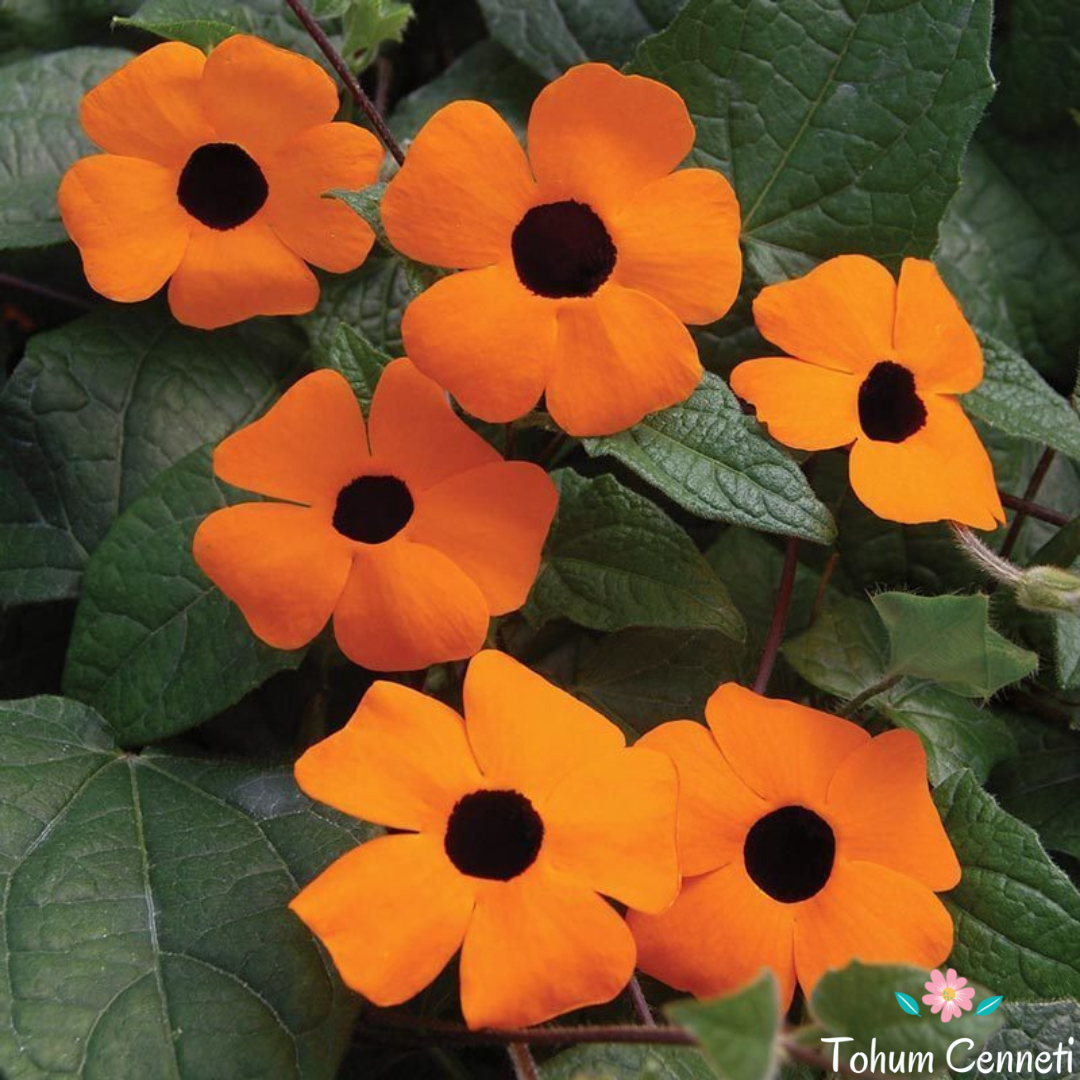 Karagözlü Suzan Sarmaşığı Tohumu (5 Tohum)