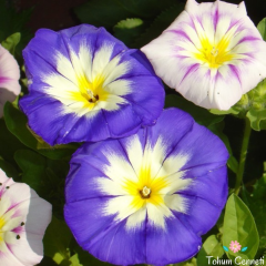 Bodur Gündüz Sefası Tohumu (20 Tohum)