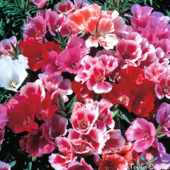 Karışık Renkli Yer Açelyası Tohumu (100 Tohum)