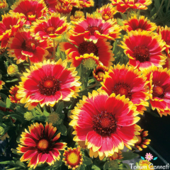 Gaillardia Tohumu (30 Tohum)