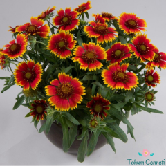 Gaillardia Tohumu (30 Tohum)