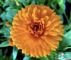 Şamdan Çiçeği Tohumu (20 Tohum)