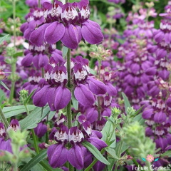 Çin Evi Çiçeği Tohumu (30 Tohum)