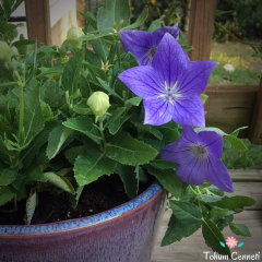 Mavi Balon Çiçeği Tohumu (50 Tohum)