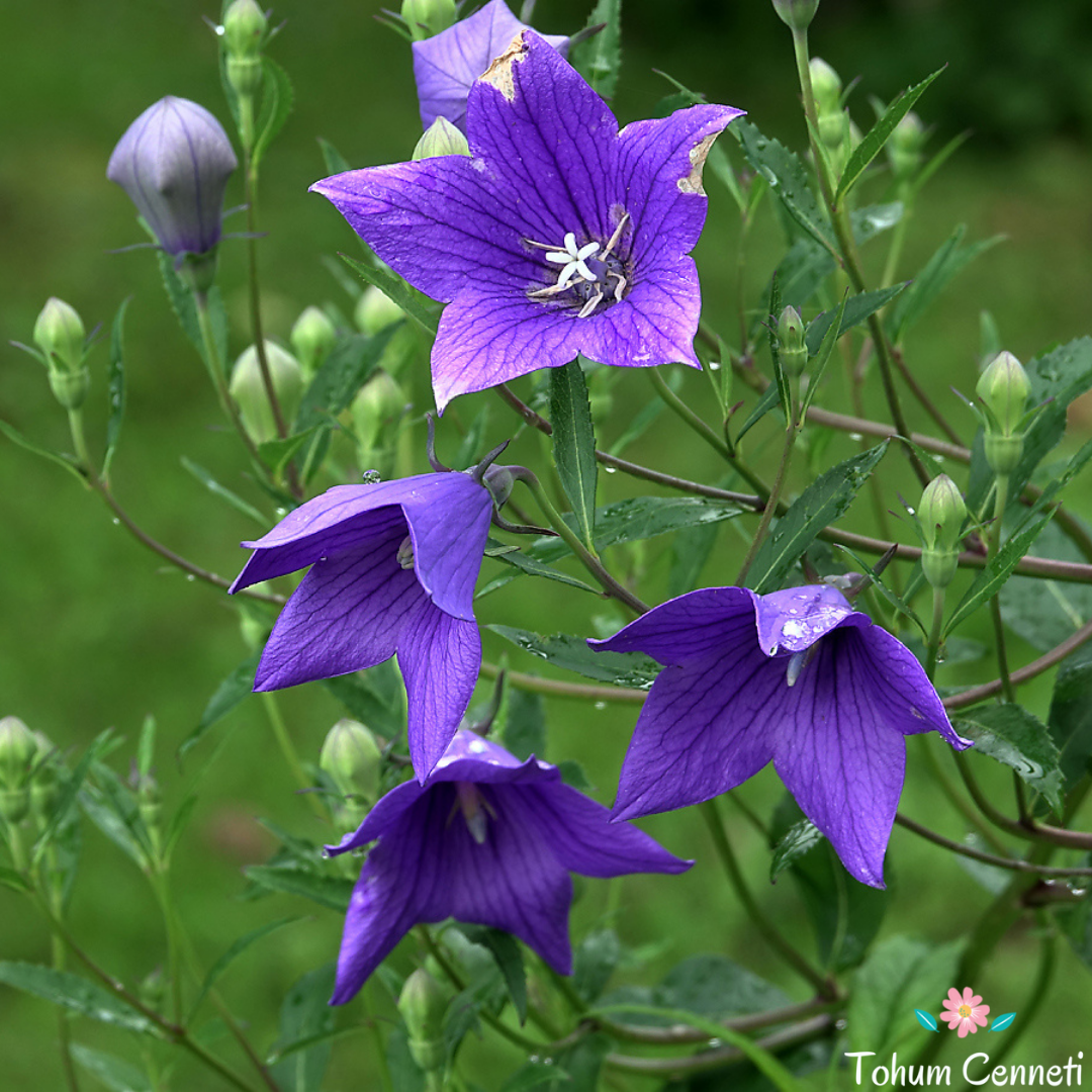 Mavi Balon Çiçeği Tohumu (50 Tohum)