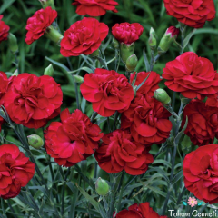 Kırmızı Renkli Kokulu Karanfil Tohumu (20 Tohum)