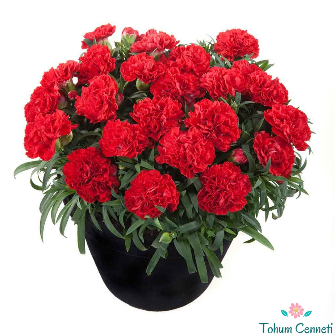 Kırmızı Renkli Kokulu Karanfil Tohumu (20 Tohum)