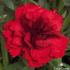 Kırmızı Renkli Kokulu Karanfil Tohumu (20 Tohum)