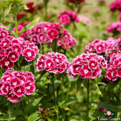 Kokulu Dianthus Barbatus Tohumu (50 Tohum)