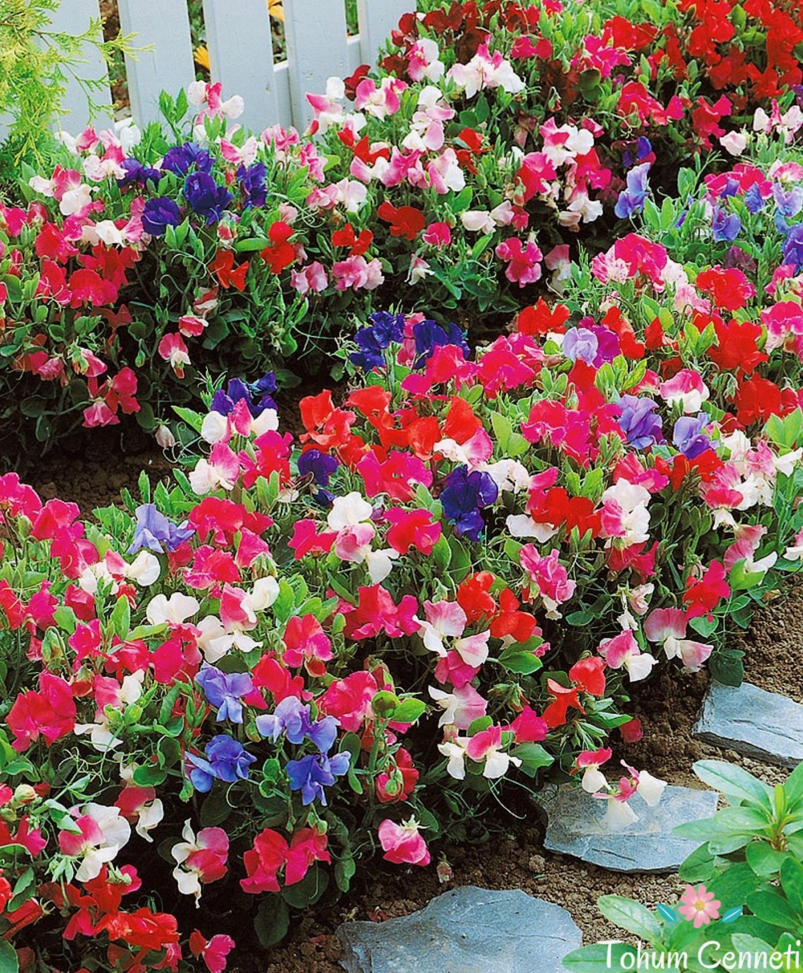 Sarmaşık Itırşahi Çiçeği Tohumu (3 Tohum)